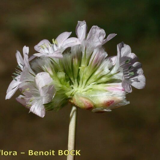 Armeria macrophylla Flor