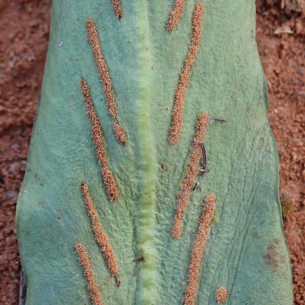 Loxogramme abyssinica Leaf