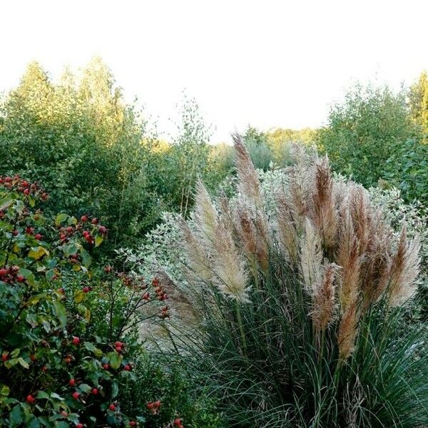 Cortaderia selloana Лист