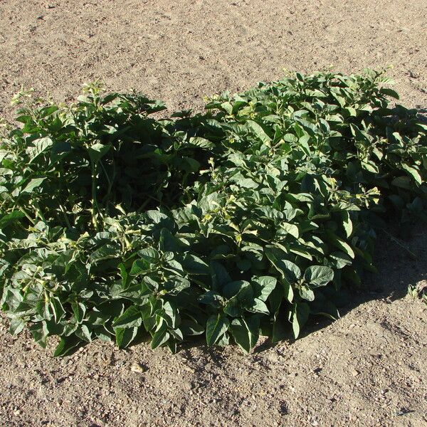 Nicotiana rustica Vekstform