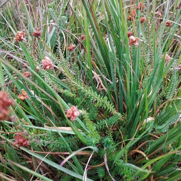 Erica tetralix Blomst