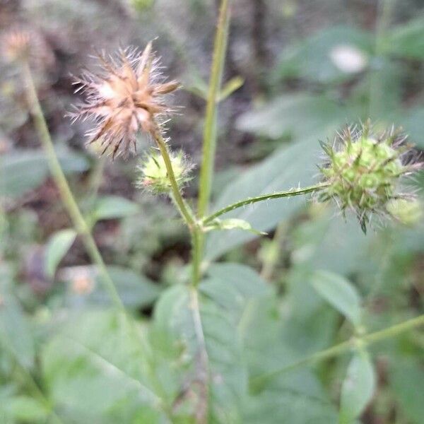 Dipsacus pilosus Фрукт