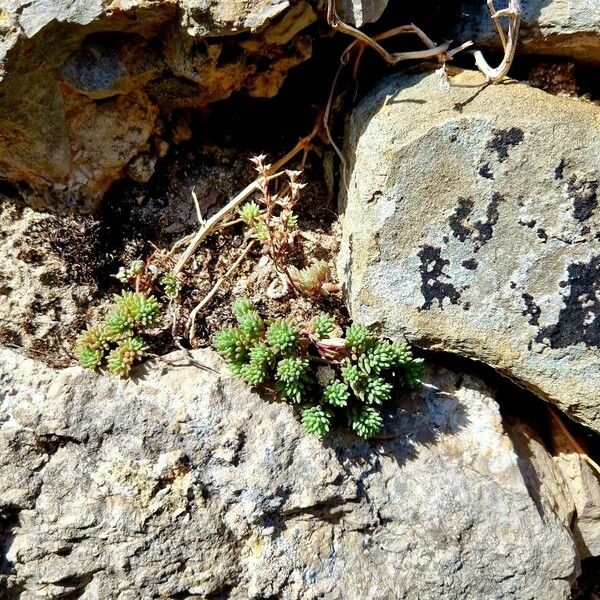 Sedum hispanicum Habitus