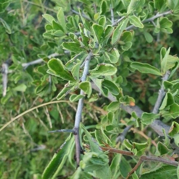 Gymnosporia putterlickioides Leaf