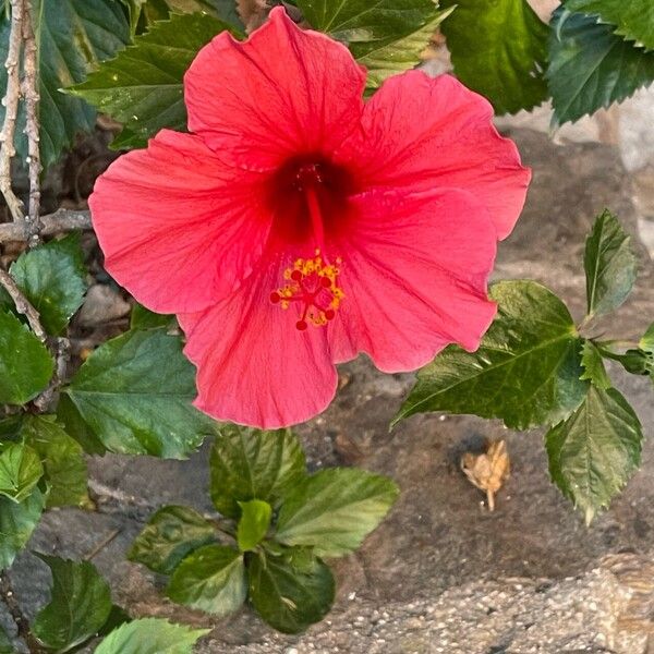 Hibiscus fragilis Õis