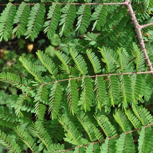 Caesalpinia decapetala ᱥᱟᱠᱟᱢ