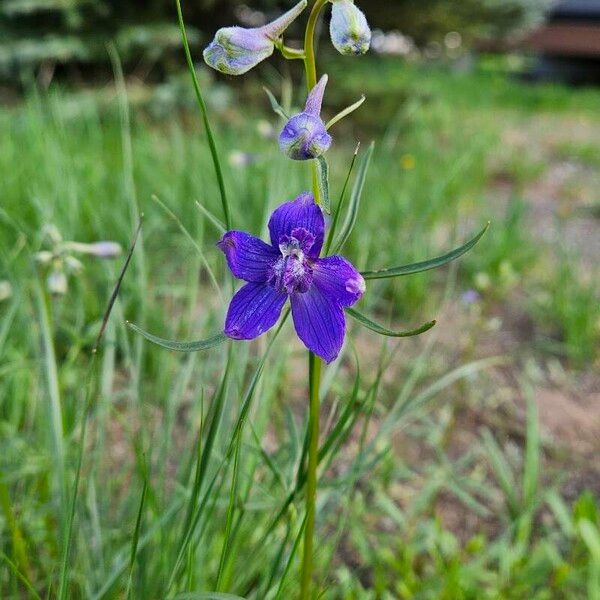 Delphinium nuttallianum Цветок