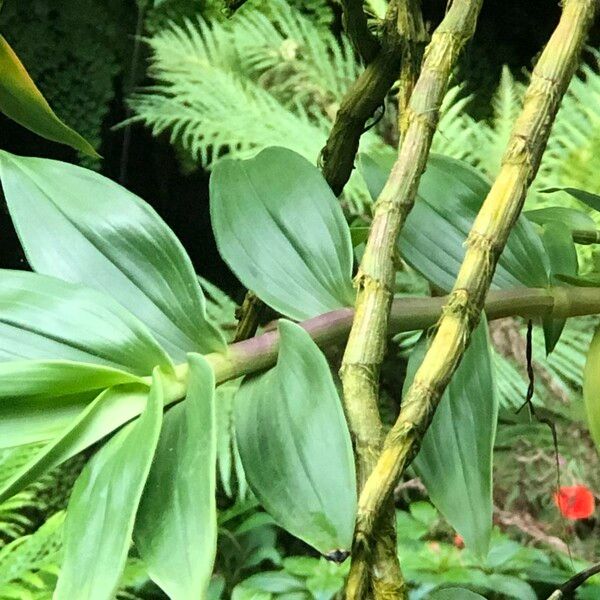 Dendrobium victoriae-reginae Kůra