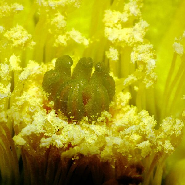 Opuntia ficus-indica Çiçek