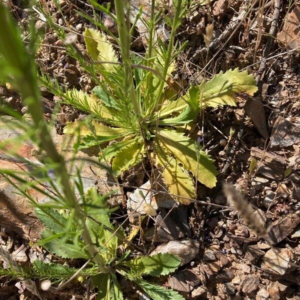 Anarrhinum bellidifolium List