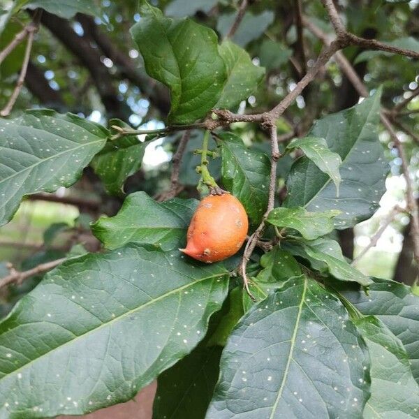 Bunchosia armeniaca Fruit