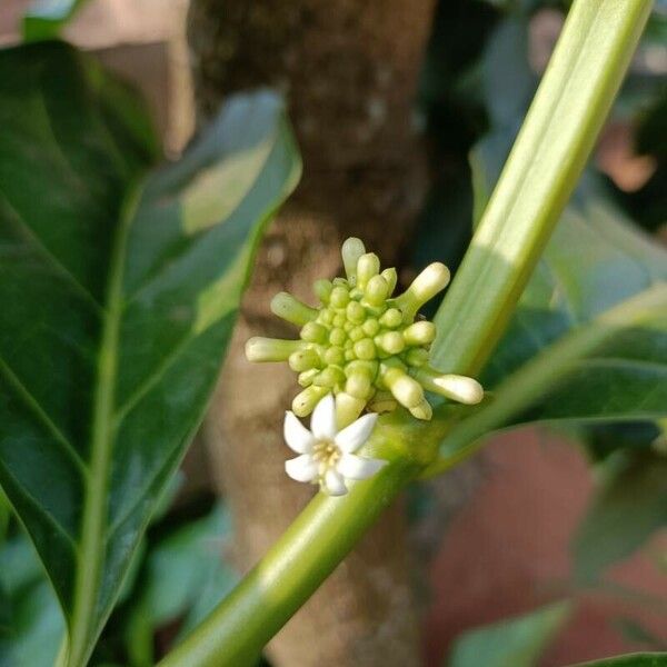 Morinda citrifolia Flower