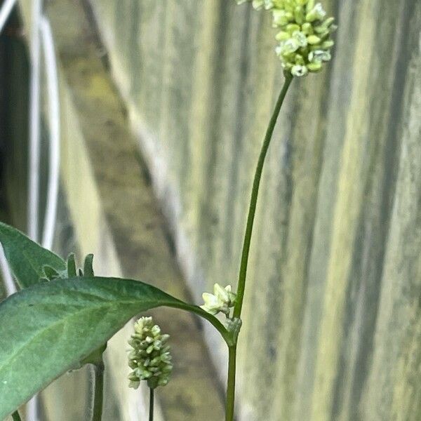 Persicaria lapathifolia 叶