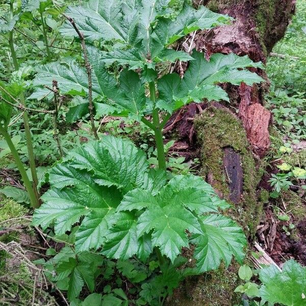 Heracleum sosnowskyi برگ