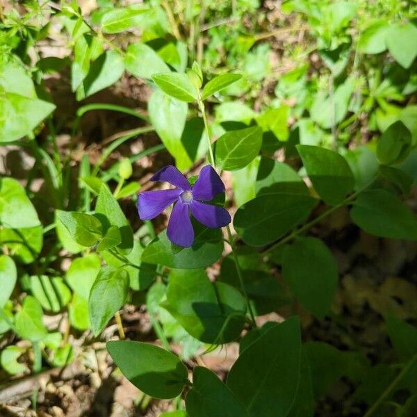 Vinca herbacea 花