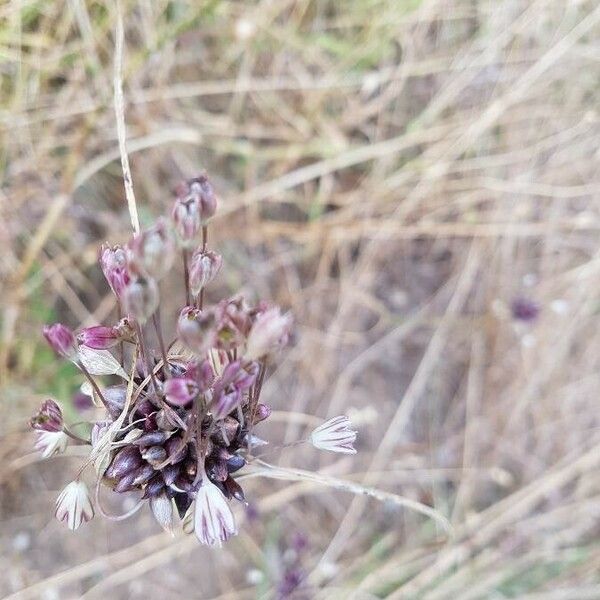 Allium carinatum Flower