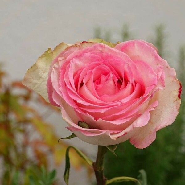 Rosa chinensis Arall