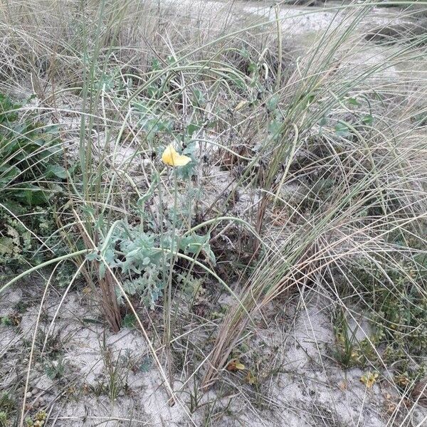 Glaucium flavum Συνήθη χαρακτηριστικά