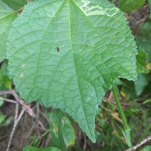 Triumfetta rhomboidea Fuelha