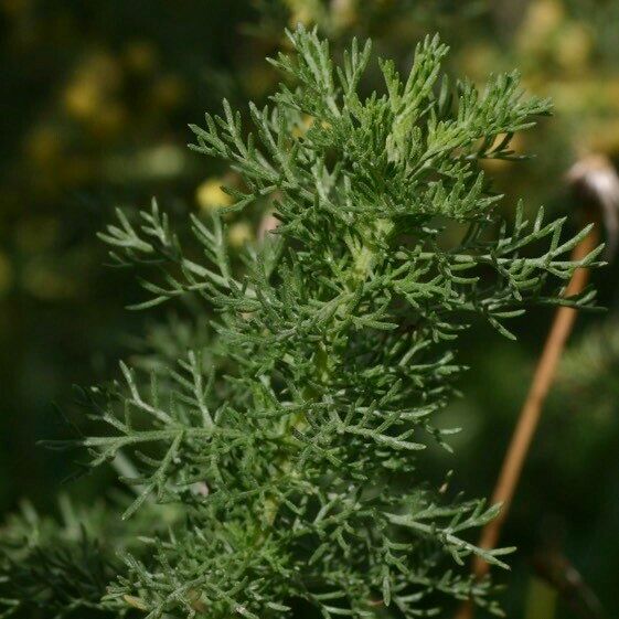 Artemisia chamaemelifolia Други