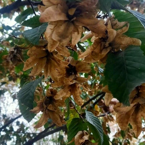 Carpinus betulus Φρούτο