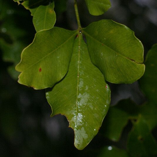 Vepris lanceolata Lehti