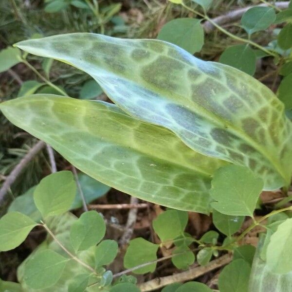 Erythronium oregonum Foglia