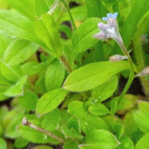 Myosotis arvensis Листок