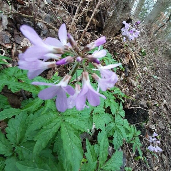 Cardamine pentaphyllos Bloem