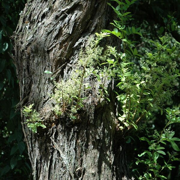 Schinus terebinthifolia Bark