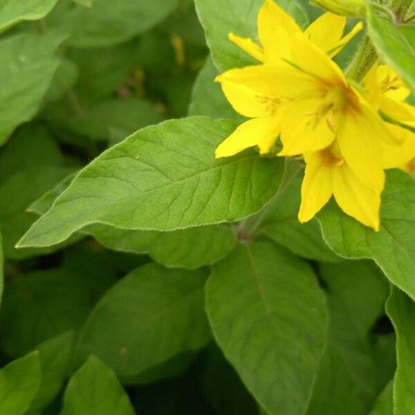 Lysimachia punctata List