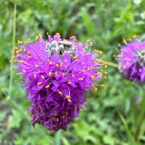 Dalea purpurea Fiore