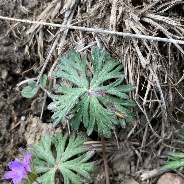 Geranium columbinum Blad