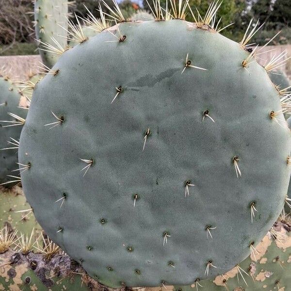 Opuntia robusta Leaf