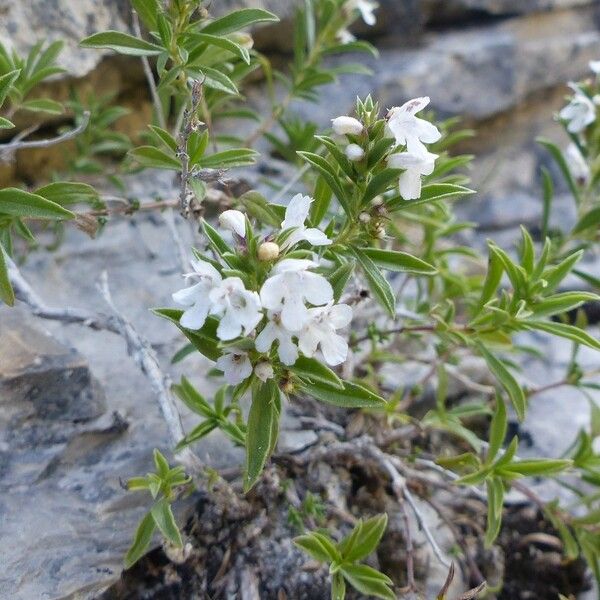 Satureja montana Blüte