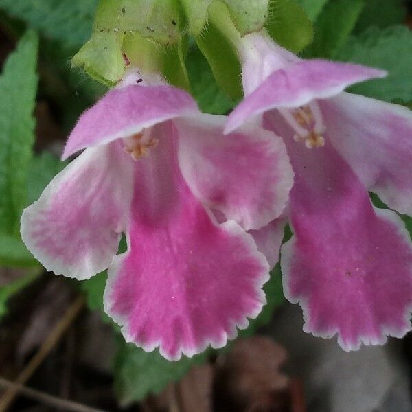 Melittis melissophyllum Blomst