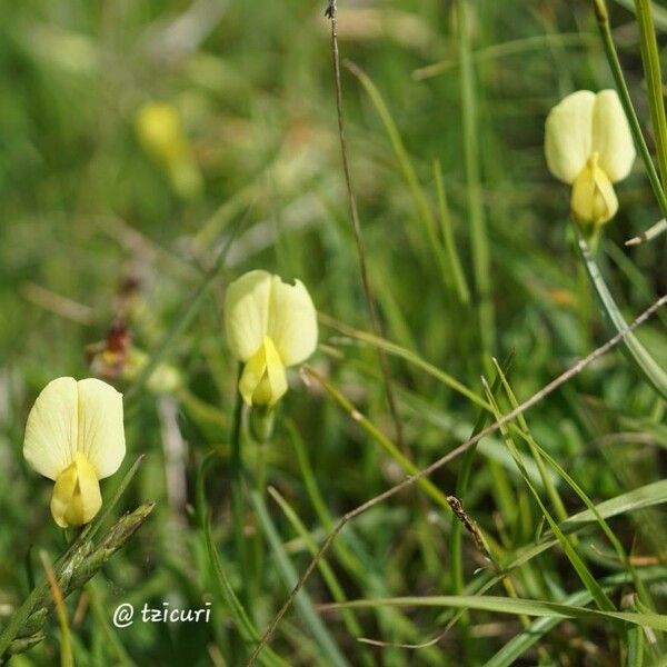 Lathyrus aphaca Floare