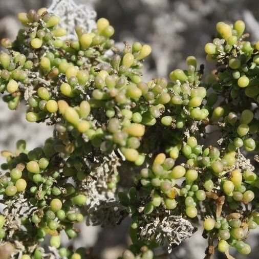 Nolana sedifolia