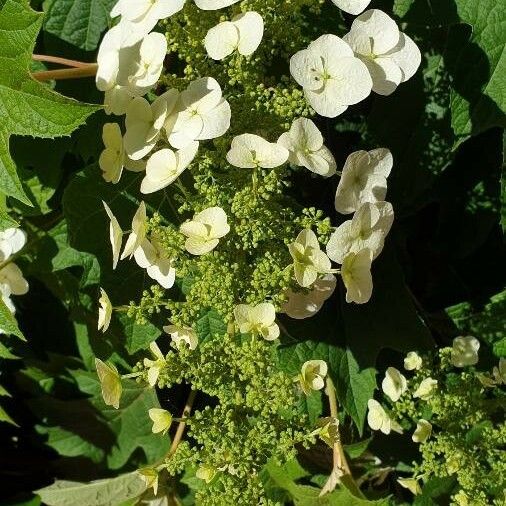 Hydrangea quercifolia Квітка