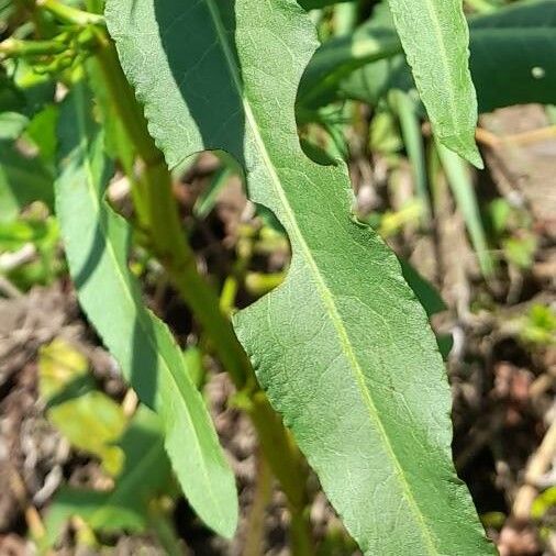 Rumex crispus Fuelha