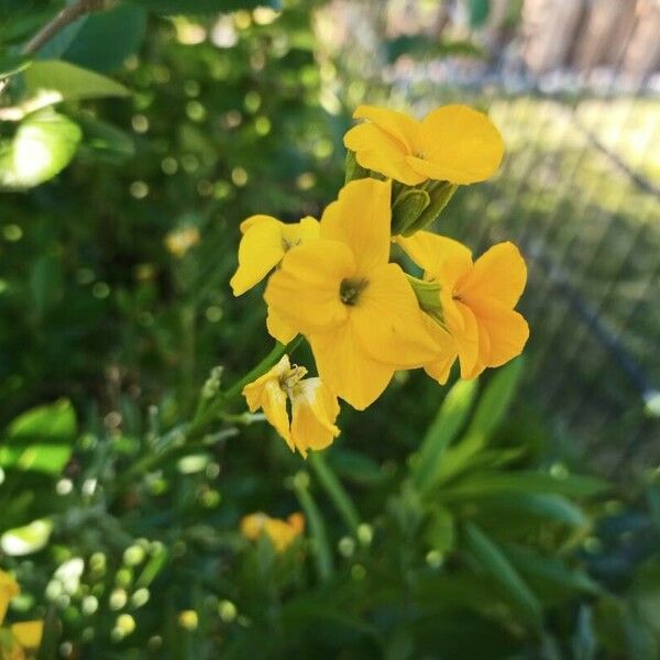 Erysimum × cheiri Žiedas