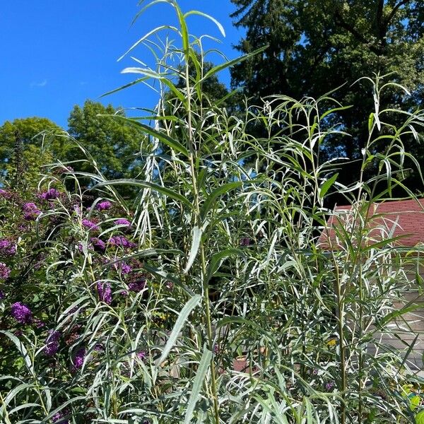 Salix exigua Συνήθη χαρακτηριστικά