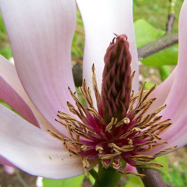 Magnolia × soulangeana Flower