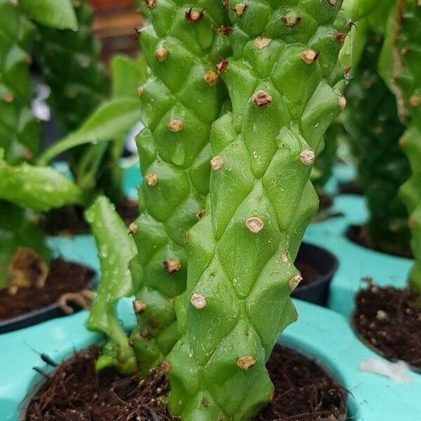 Euphorbia ritchiei Bark