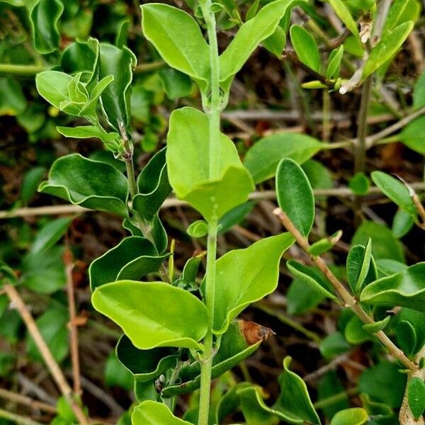 Jasminum fluminense Liść