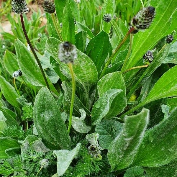 Plantago lagopus Levél