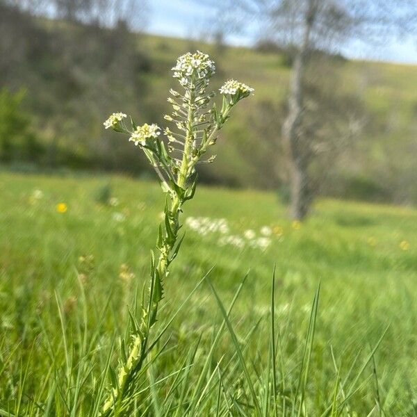 Lepidium heterophyllum Habit