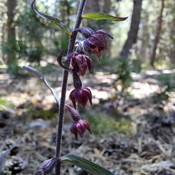 Epipactis atrorubens Blodyn