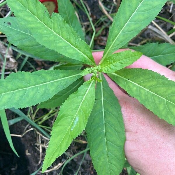 Penthorum sedoides Leaf