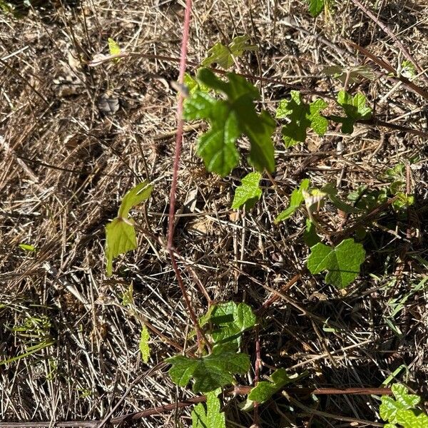 Vitis mustangensis Yaprak